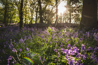 Cotswold Bluebell Woods-12