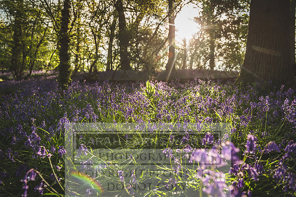 Cotswold Bluebell Woods-12
