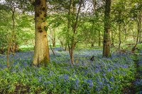 Cotswold Bluebell Woods-6