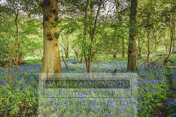 Cotswold Bluebell Woods-6
