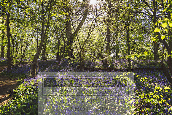 Cotswold Bluebell Woods-78