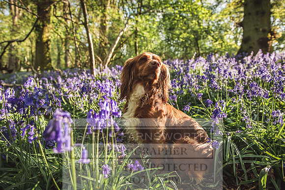 Cotswold Bluebell Woods-55