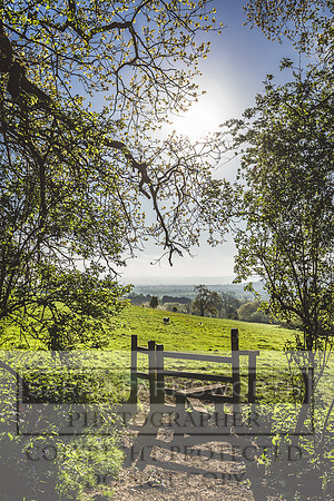 Cotswold Bluebell Woods-70
