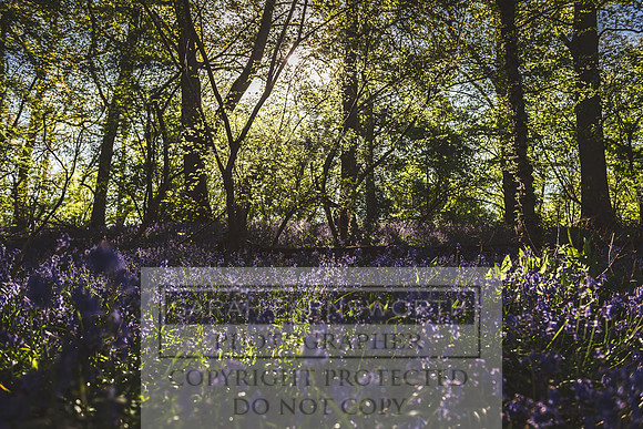 Cotswold Bluebell Woods-89