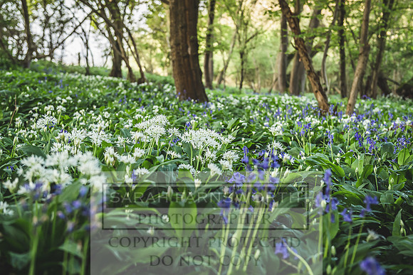 Cotswold Bluebell Woods-21