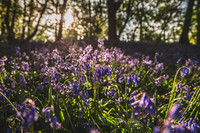 Cotswold Bluebell Woods-4