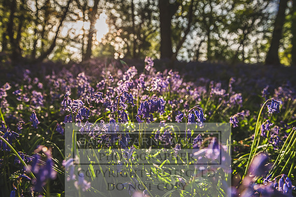 Cotswold Bluebell Woods-4