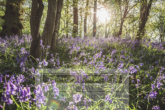 Cotswold Bluebell Woods-39
