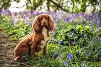 Cotswold Bluebell Woods-8