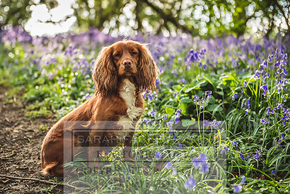 Cotswold Bluebell Woods-8