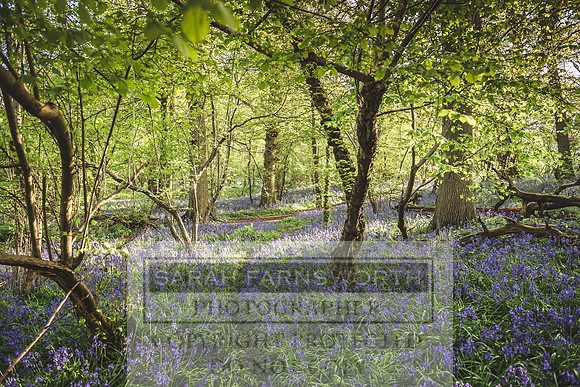 Cotswold Bluebell Woods-30