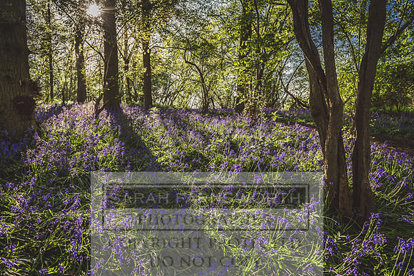Cotswold Bluebell Woods-47