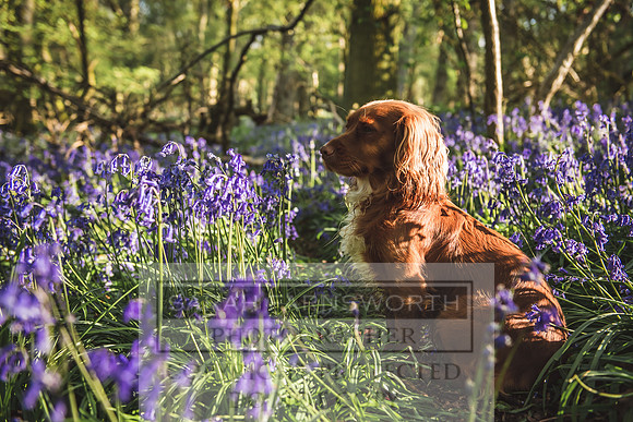 Cotswold Bluebell Woods-52