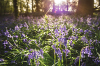 Cotswold Bluebell Woods-15