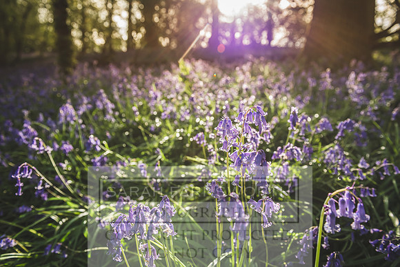 Cotswold Bluebell Woods-15