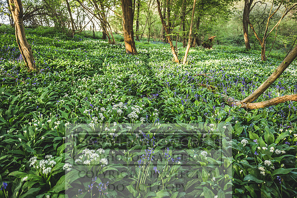 Cotswold Bluebell Woods-24