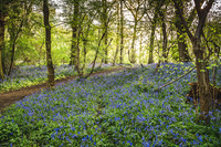 Cotswold Bluebell Woods-9