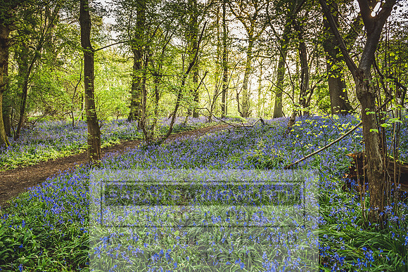 Cotswold Bluebell Woods-9