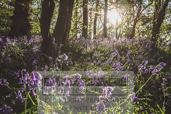 Cotswold Bluebell Woods-34