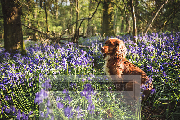 Cotswold Bluebell Woods-51
