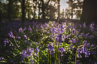 Cotswold Bluebell Woods-14