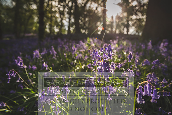 Cotswold Bluebell Woods-14