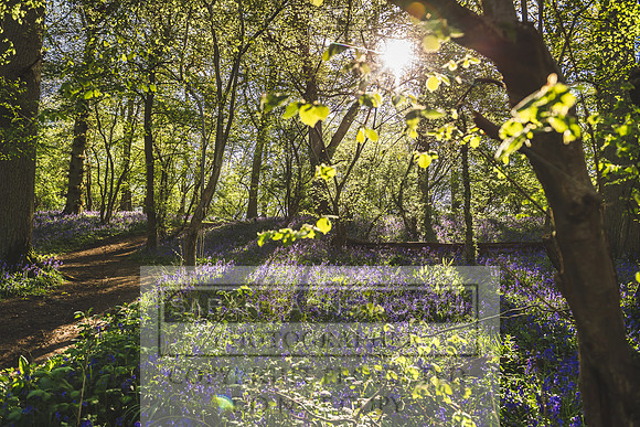 Cotswold Bluebell Woods-82