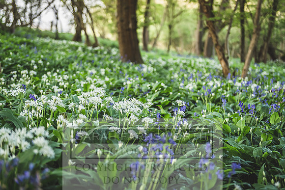 Cotswold Bluebell Woods-22