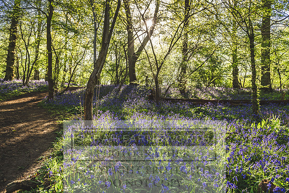 Cotswold Bluebell Woods-76