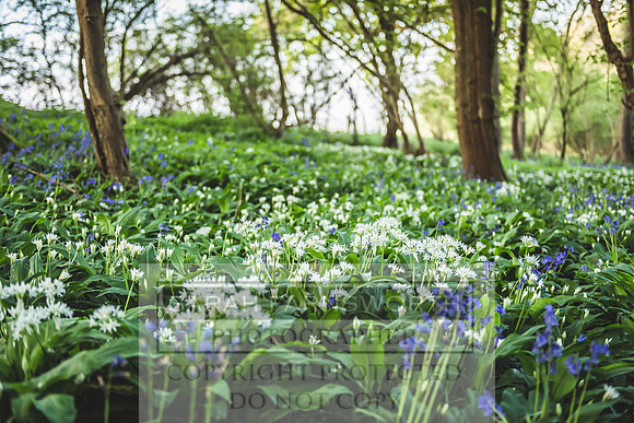Cotswold Bluebell Woods-23