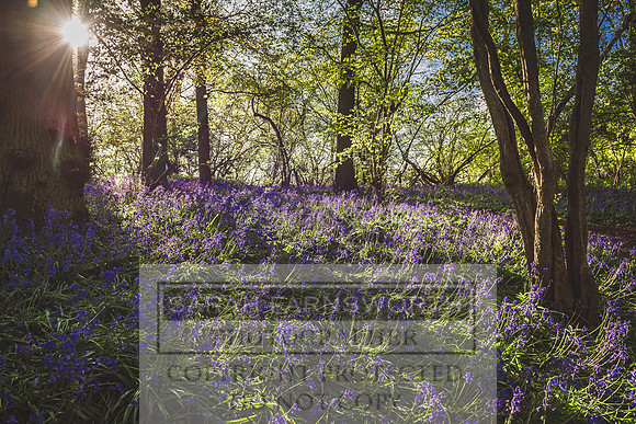 Cotswold Bluebell Woods-43