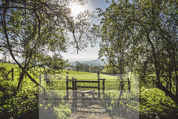 Cotswold Bluebell Woods-68