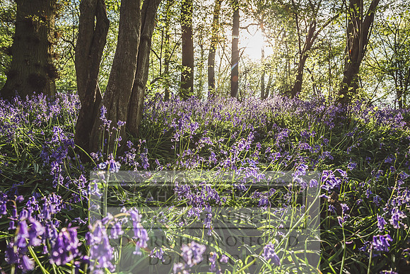 Cotswold Bluebell Woods-38