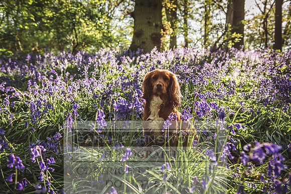 Cotswold Bluebell Woods-56
