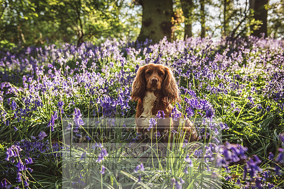 Cotswold Bluebell Woods-57