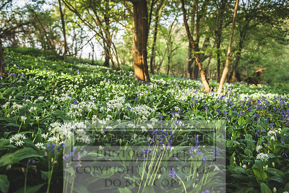 Cotswold Bluebell Woods-26
