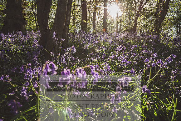 Cotswold Bluebell Woods-36