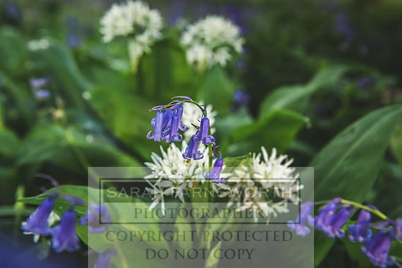 Cotswold Bluebell Woods-27