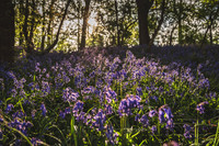 Cotswold Bluebell Woods-3