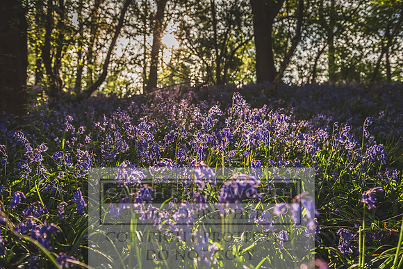 Cotswold Bluebell Woods-3
