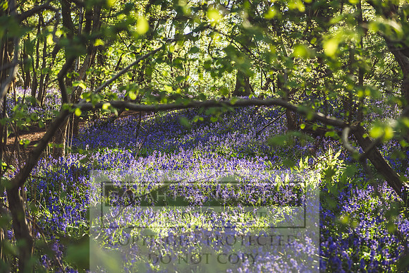 Cotswold Bluebell Woods-80