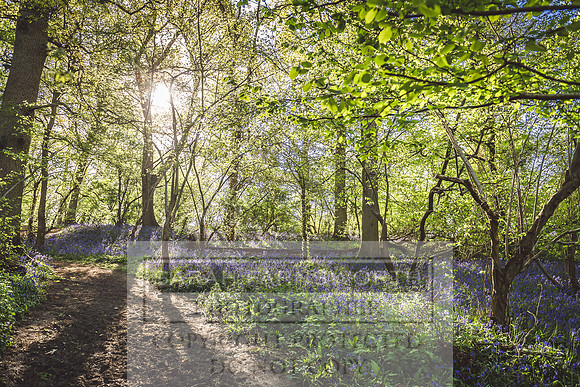 Cotswold Bluebell Woods-85