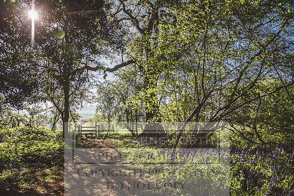 Cotswold Bluebell Woods-67
