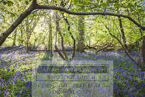 Cotswold Bluebell Woods-84