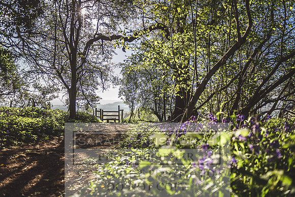Cotswold Bluebell Woods-72