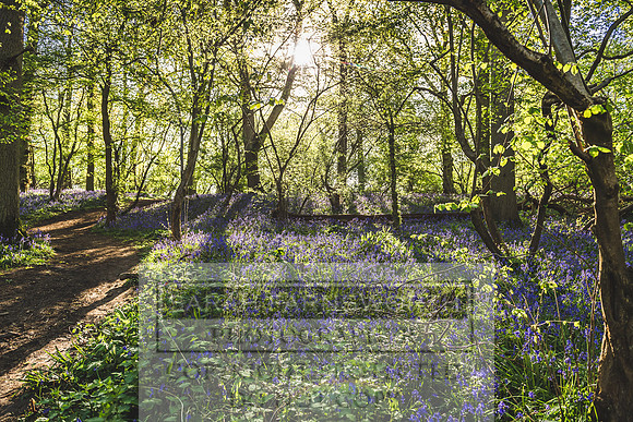 Cotswold Bluebell Woods-77