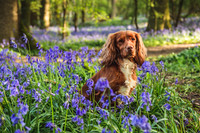Cotswold Bluebell Woods-11