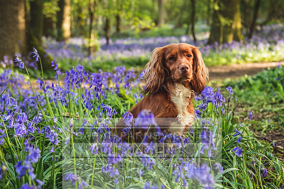 Cotswold Bluebell Woods-11
