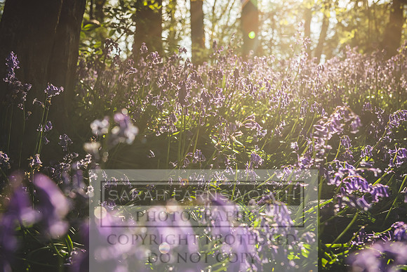 Cotswold Bluebell Woods-33