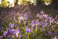 Cotswold Bluebell Woods-1